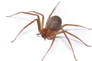 ARANHA