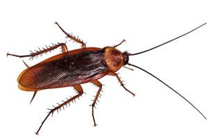 BARATA
