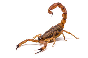 Escorpião
