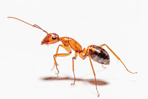 Formiga