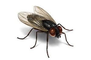 Mosca