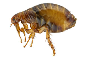 Pulga