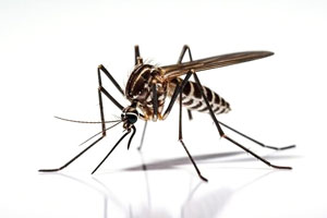 mosquito