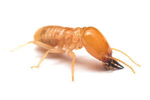 Cupim